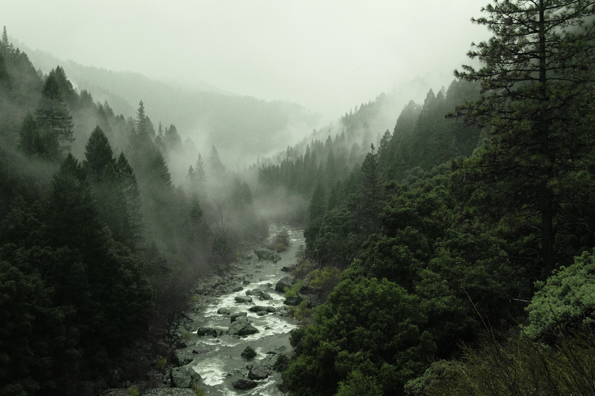GreenForest